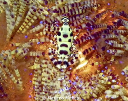 Coleman Shrimp by Mariano Mañas 